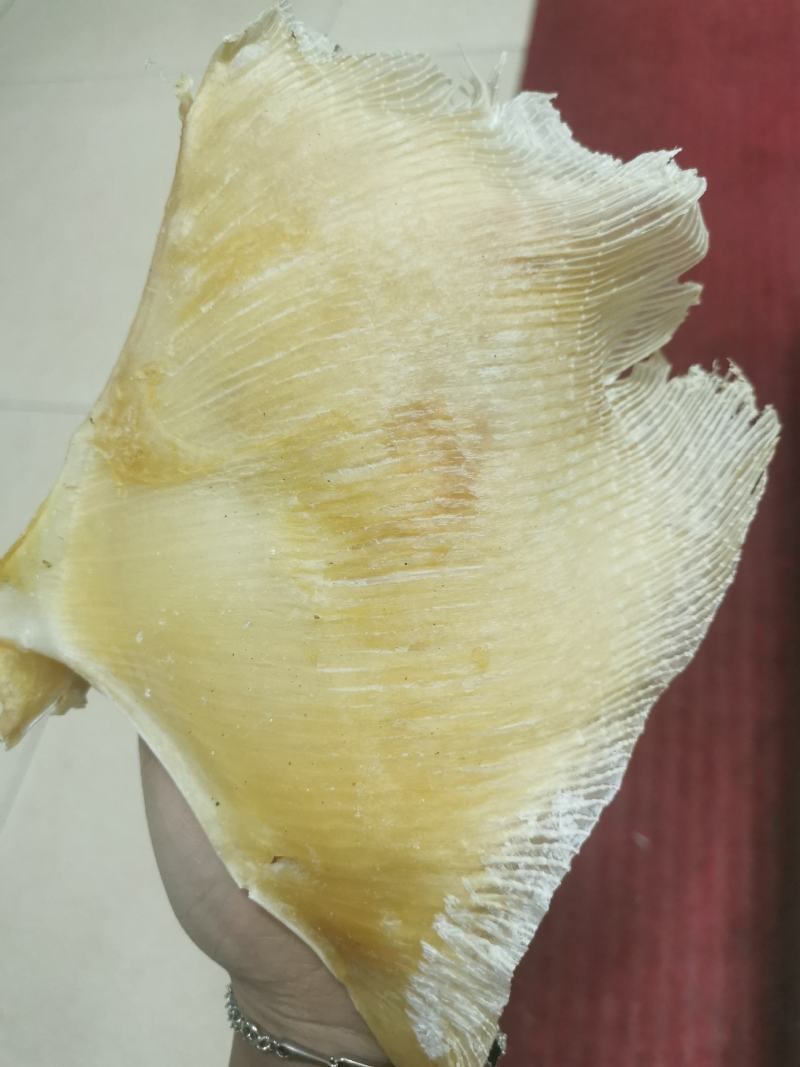【精选】北海浦鱼翅大量供应一手货源品质保证量大从优