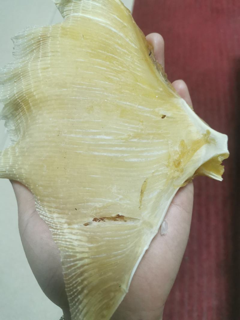 【精选】北海浦鱼翅大量供应一手货源品质保证量大从优