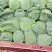精品圆包菜甘肃甘蓝产地直供质量保证价格实惠量大从