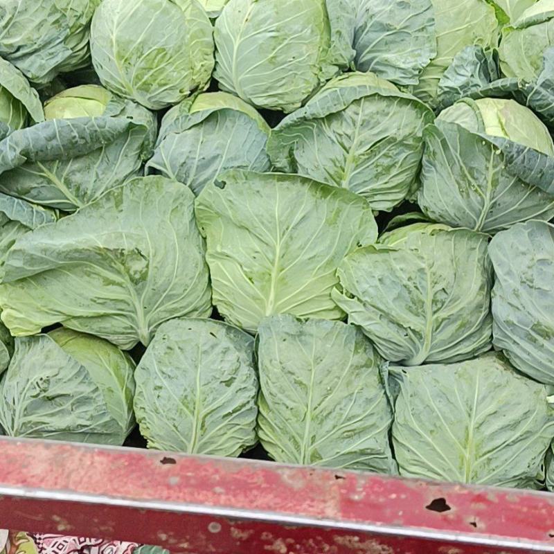 精品圆包菜甘肃甘蓝产地直供质量保证价格实惠量大从