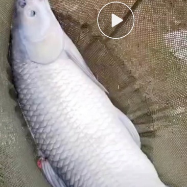 广东河源有12000斤黑皖，准备出货