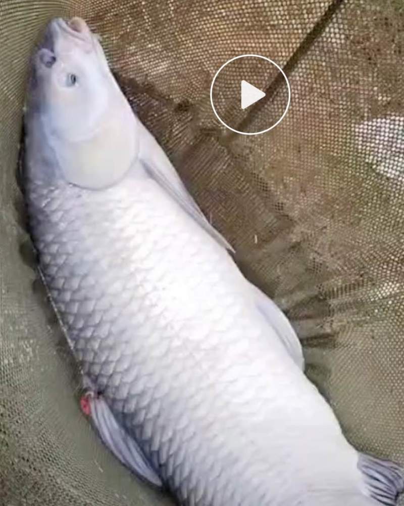 广东河源有12000斤黑皖，准备出货