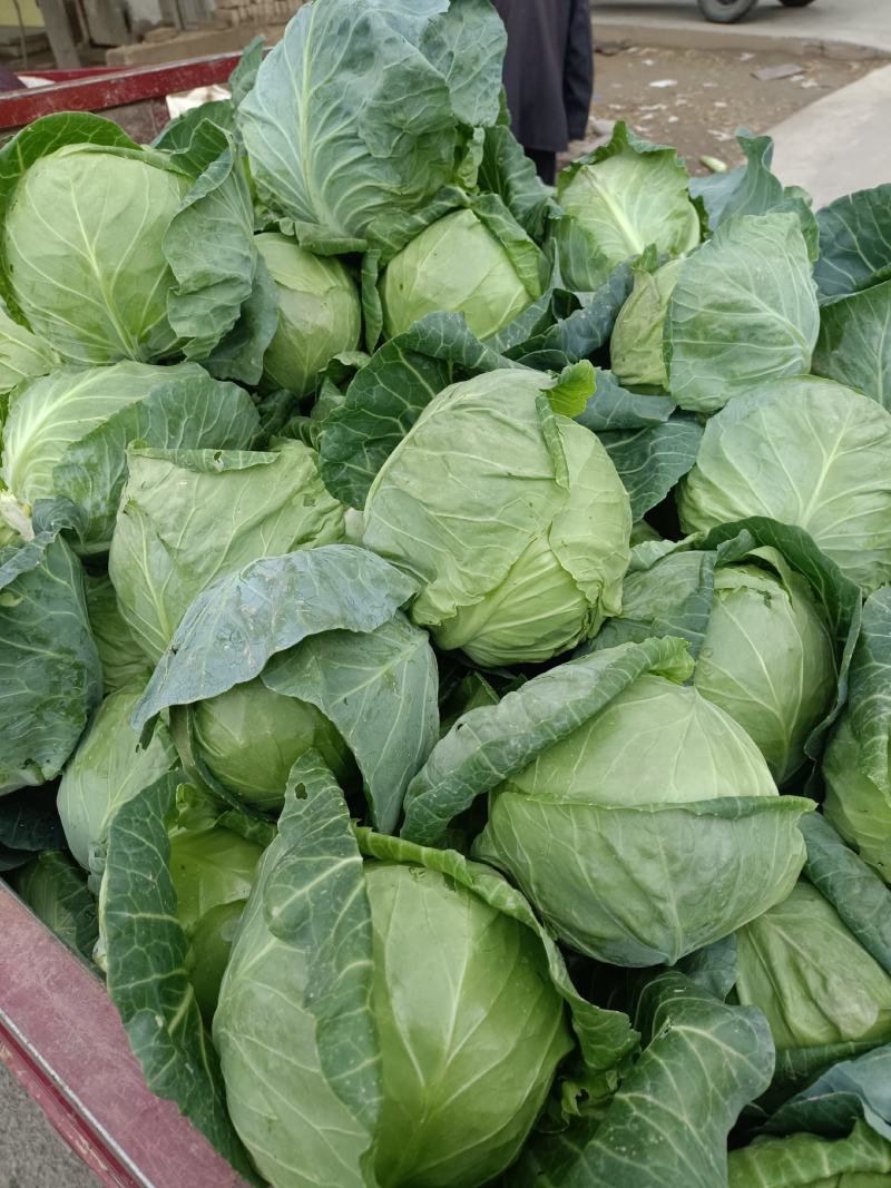 精品圆包菜甘肃甘蓝产地直供质量保证价格实惠量大从