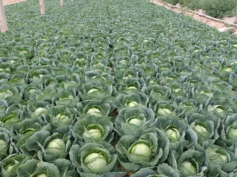 精品圆包菜甘肃甘蓝产地直供质量保证价格实惠量大从