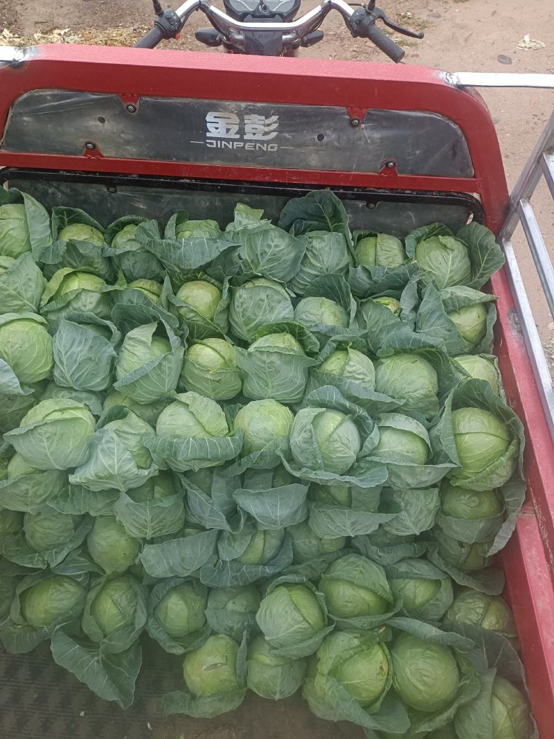 精品圆包菜甘肃甘蓝产地直供质量保证价格实惠量大从