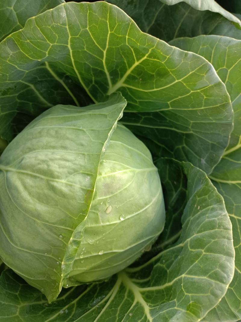 精品圆包菜甘肃甘蓝产地直供质量保证价格实惠量大从