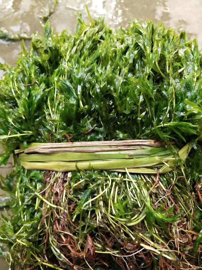 优质精选江苏轮叶黑藻价格优惠品质保障欢迎订购