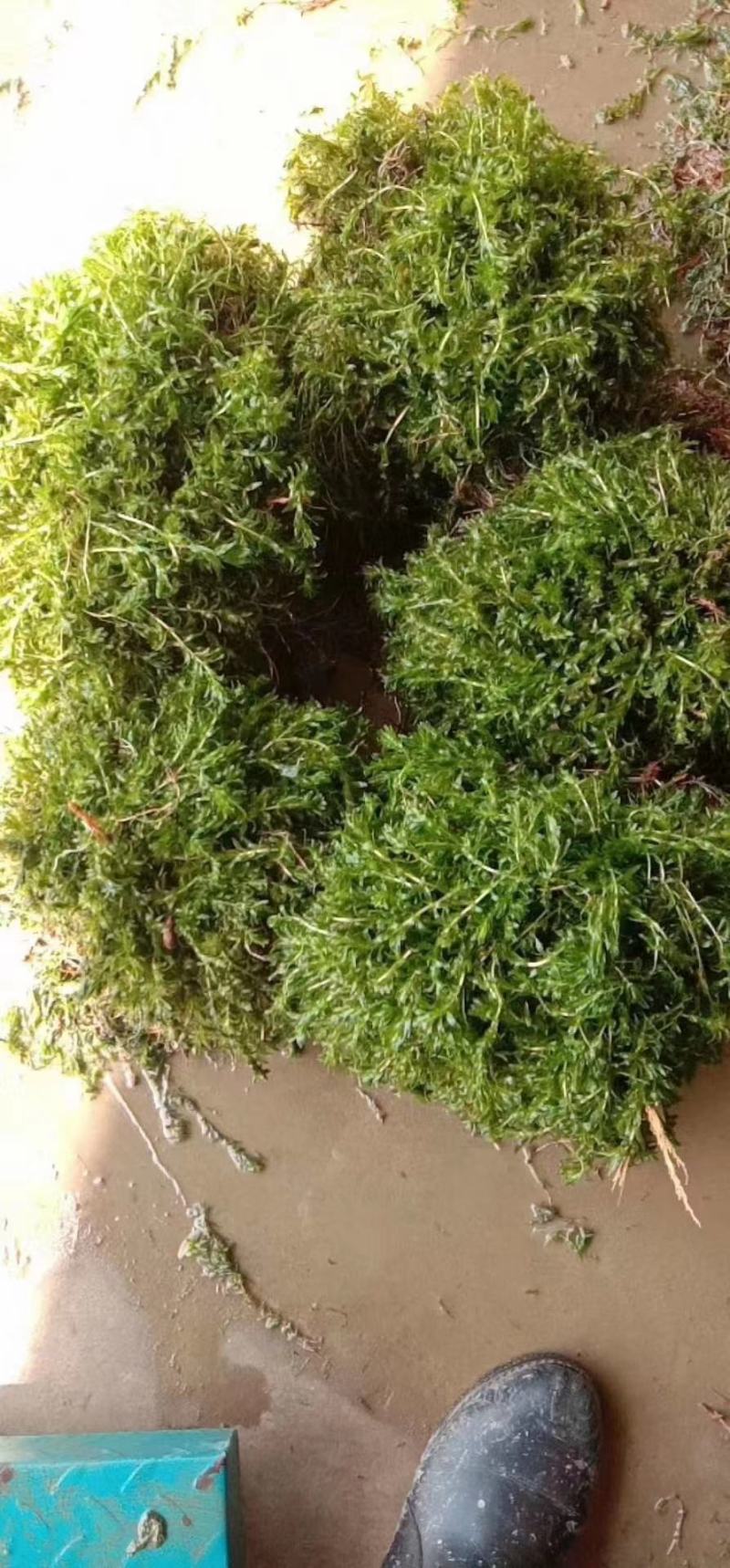 优质精选江苏轮叶黑藻价格优惠品质保障欢迎订购