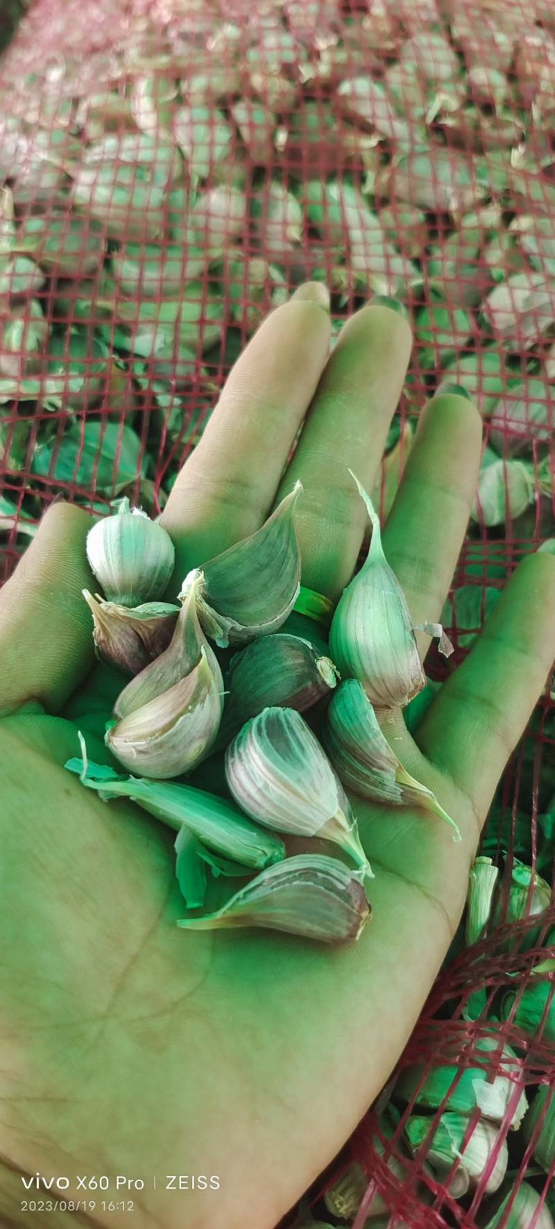 精品川蒜红根蒜苗蒜头种子【紫皮蒜】大量供货代发全国欢迎咨