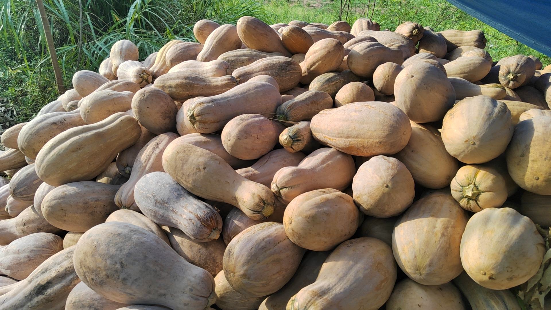 蜜本南瓜在田间成熟待采收的场景,果实呈橙黄色,整齐排列在藤蔓之间 蜜本南瓜在田间成熟待采收的场景