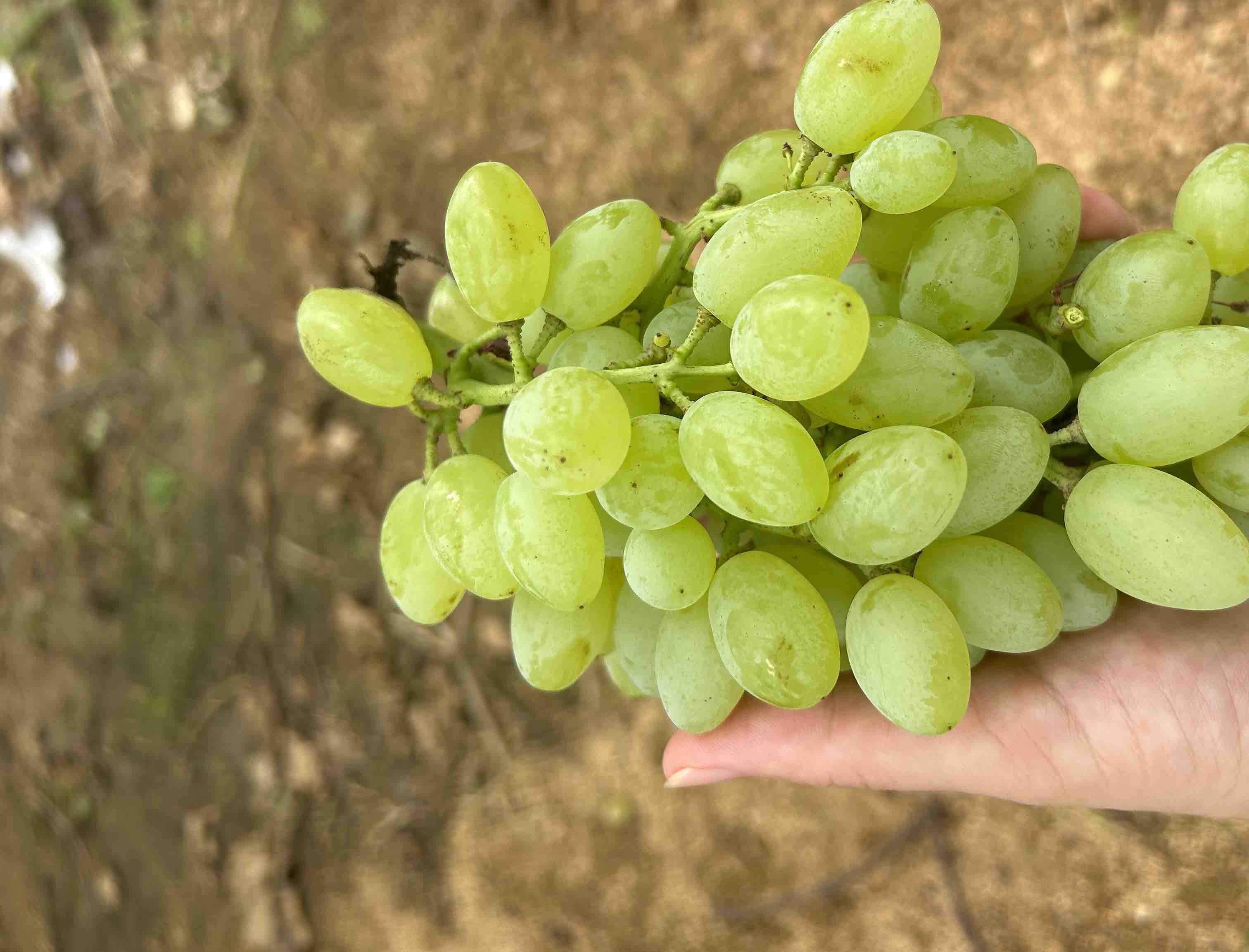 展示一串晶莹剔透的无籽葡萄,果实饱满、颜色均匀,突出其无籽特点 无籽葡萄特写