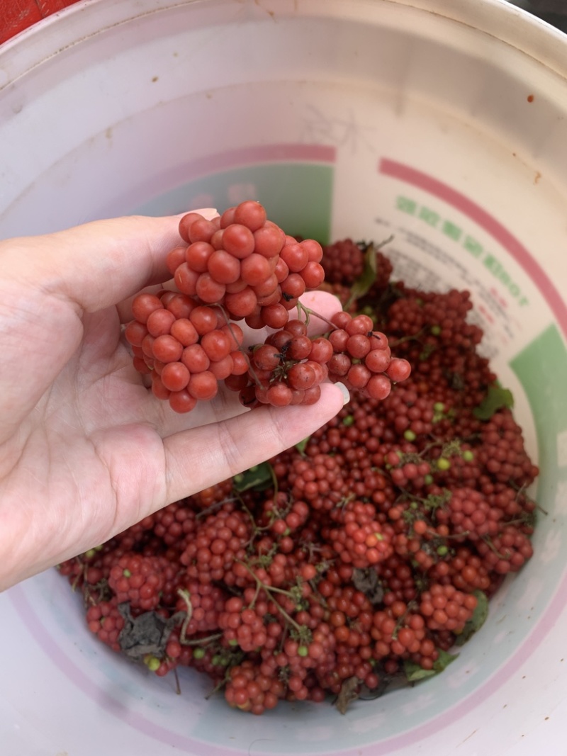 粉防己种子