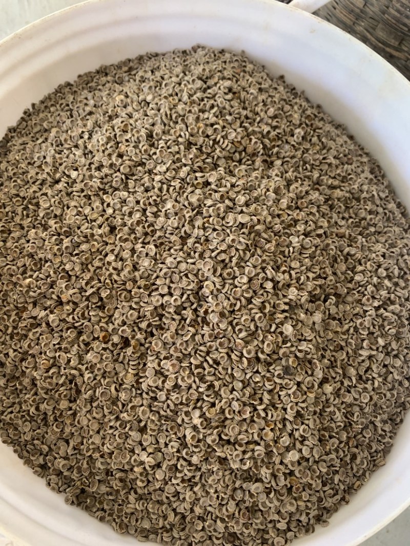 粉防己种子