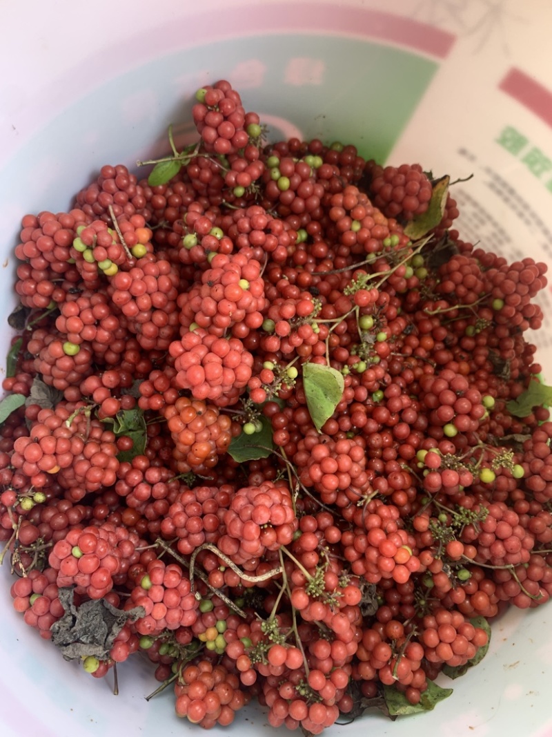 粉防己种子