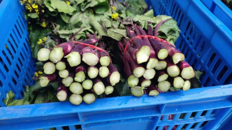 贵州威宁红菜苔上市中