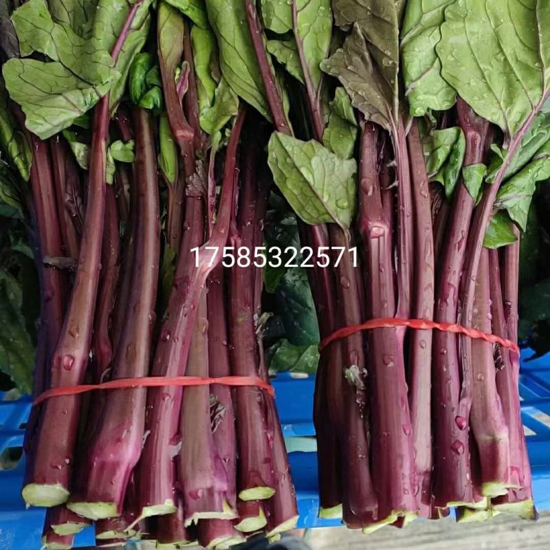 贵州威宁红菜苔上市中