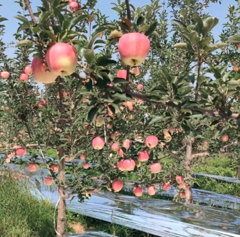 嘎啦苹果大量上市代发陕西山西北京天津等量大从优欢迎来电