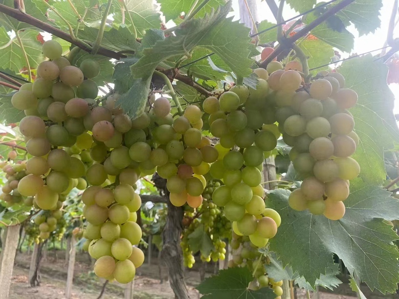 双优葡萄成熟果穗特写