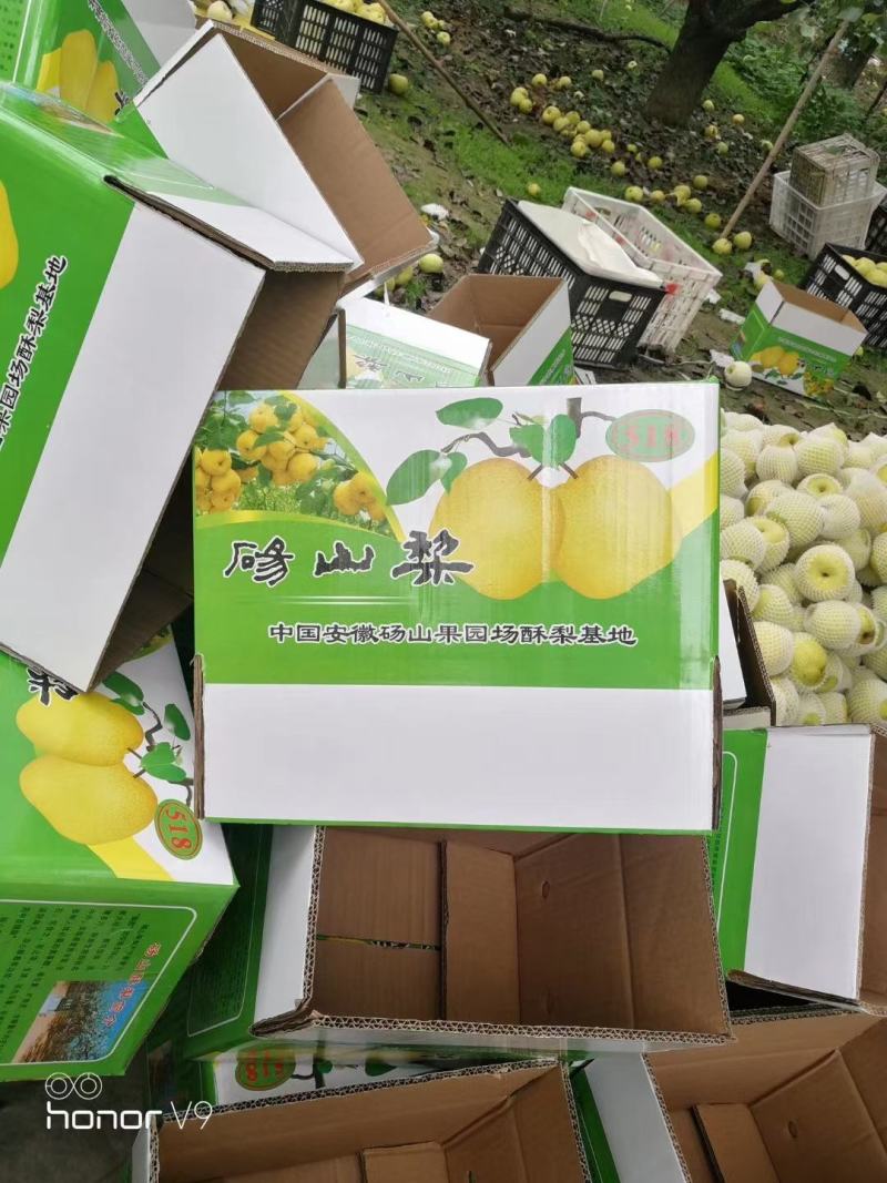 【牛商推荐】砀山酥梨精品好货糖度高果型正老果树梨