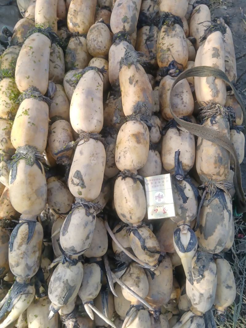 宁波余姚老虞蔬菜种植场莲藕大量上市