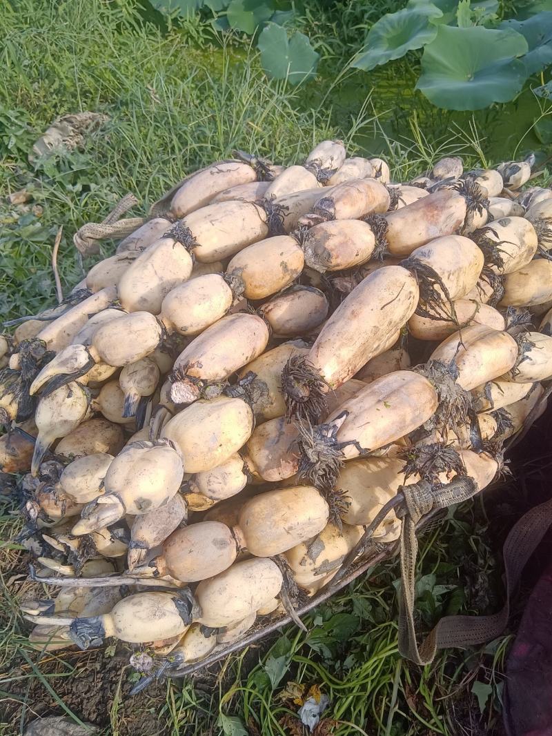 宁波余姚老虞蔬菜种植场莲藕大量上市