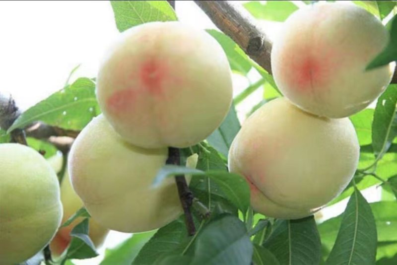 蜀鲜冬桃