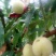 蜀鲜冬桃