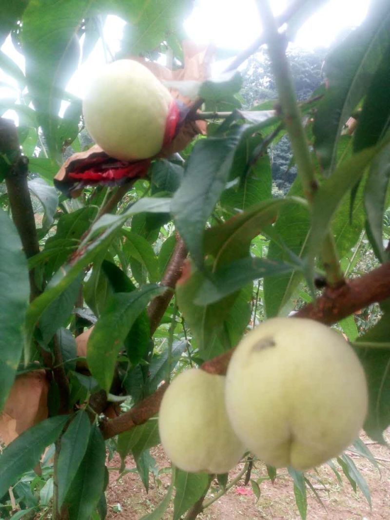 蜀鲜冬桃