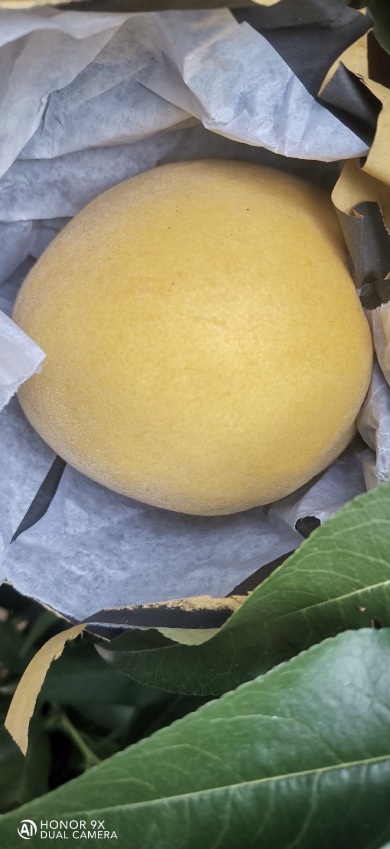 扶风锦绣黄桃大量上市。果型端正，颜色漂亮，纯黄，糖度高。