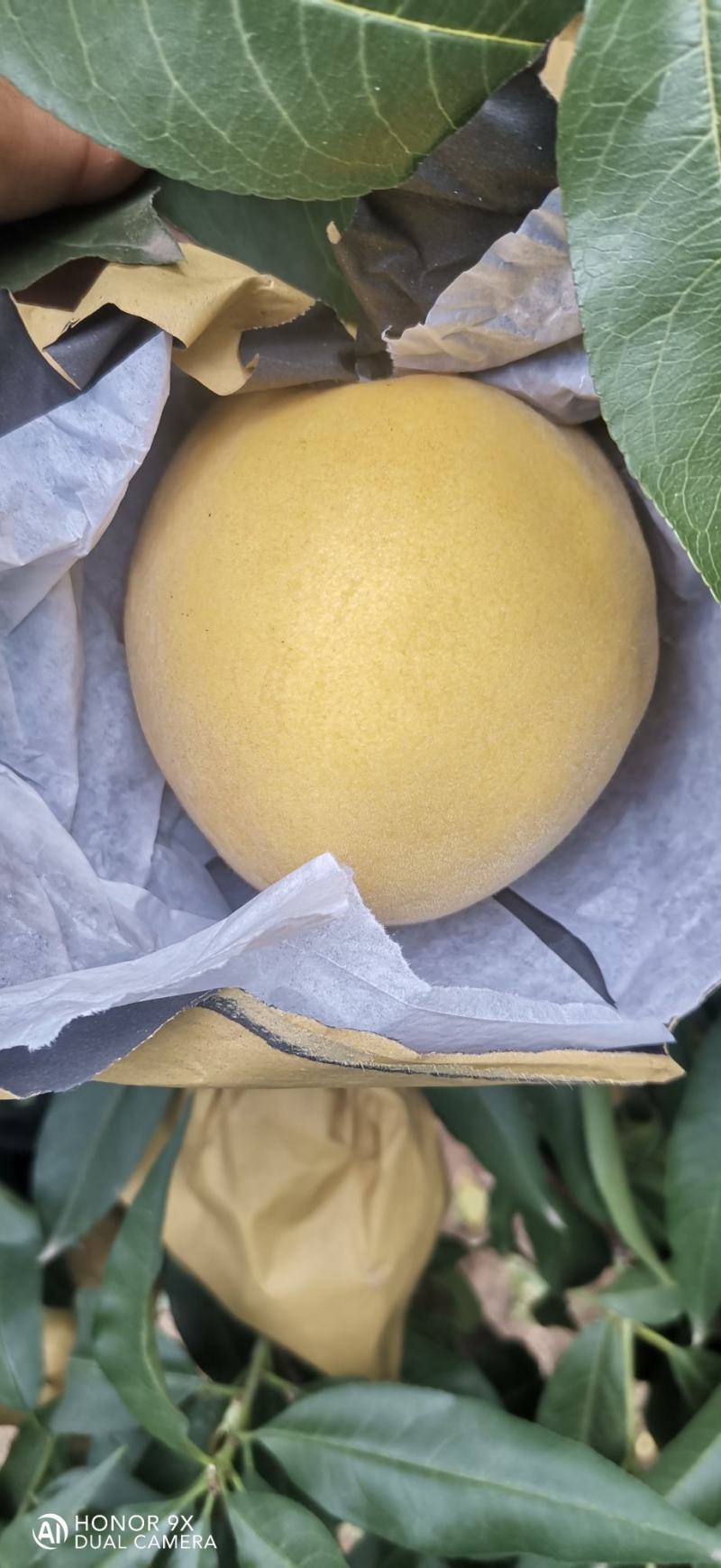扶风锦绣黄桃大量上市。果型端正，颜色漂亮，纯黄，糖度高。