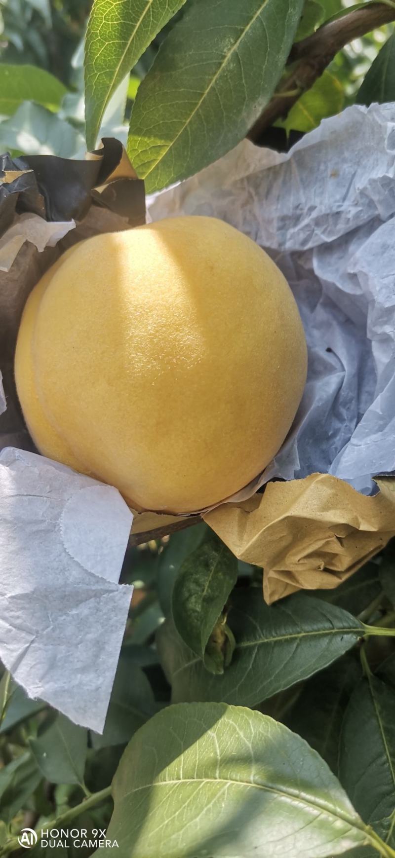 扶风锦绣黄桃大量上市。果型端正，颜色漂亮，纯黄，糖度高。