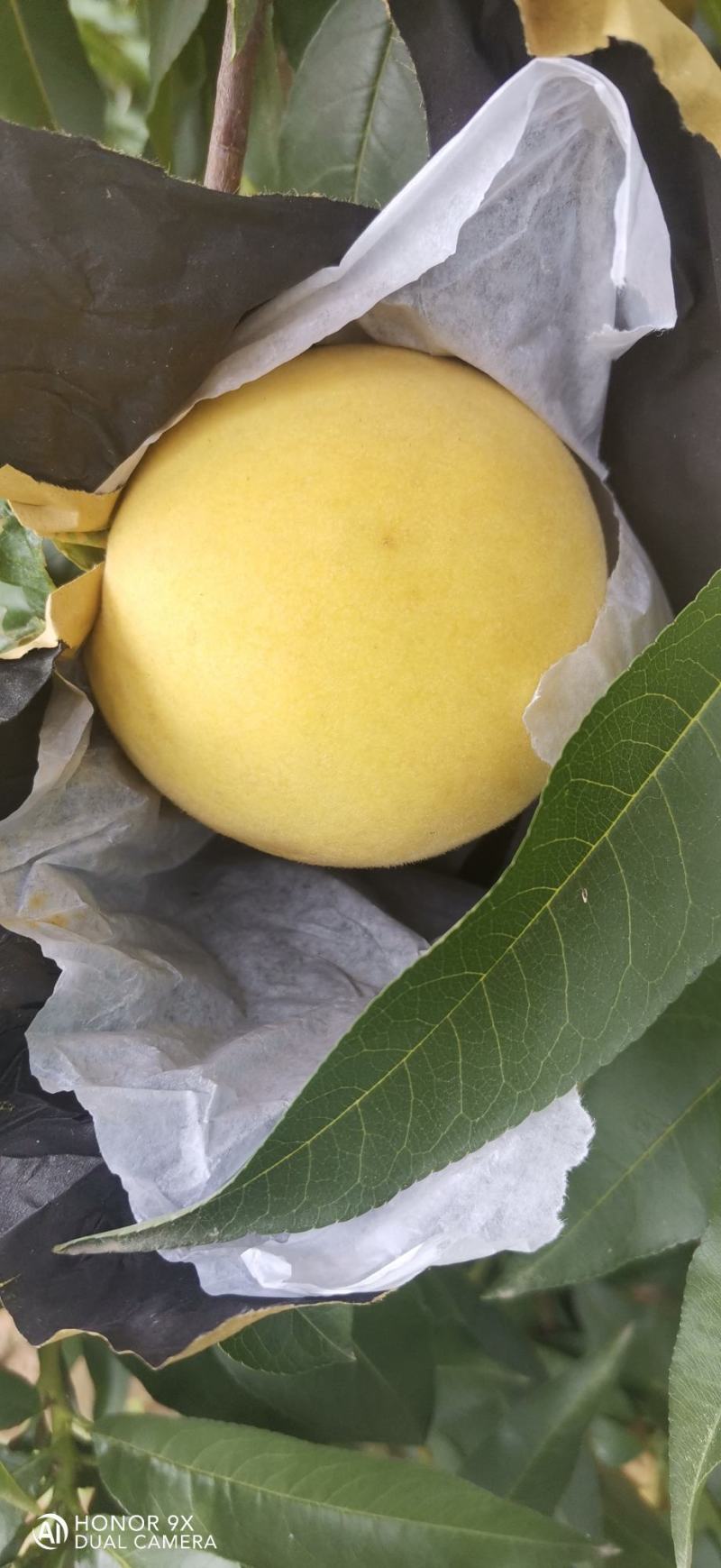 扶风锦绣黄桃大量上市。果型端正，颜色漂亮，纯黄，糖度高。
