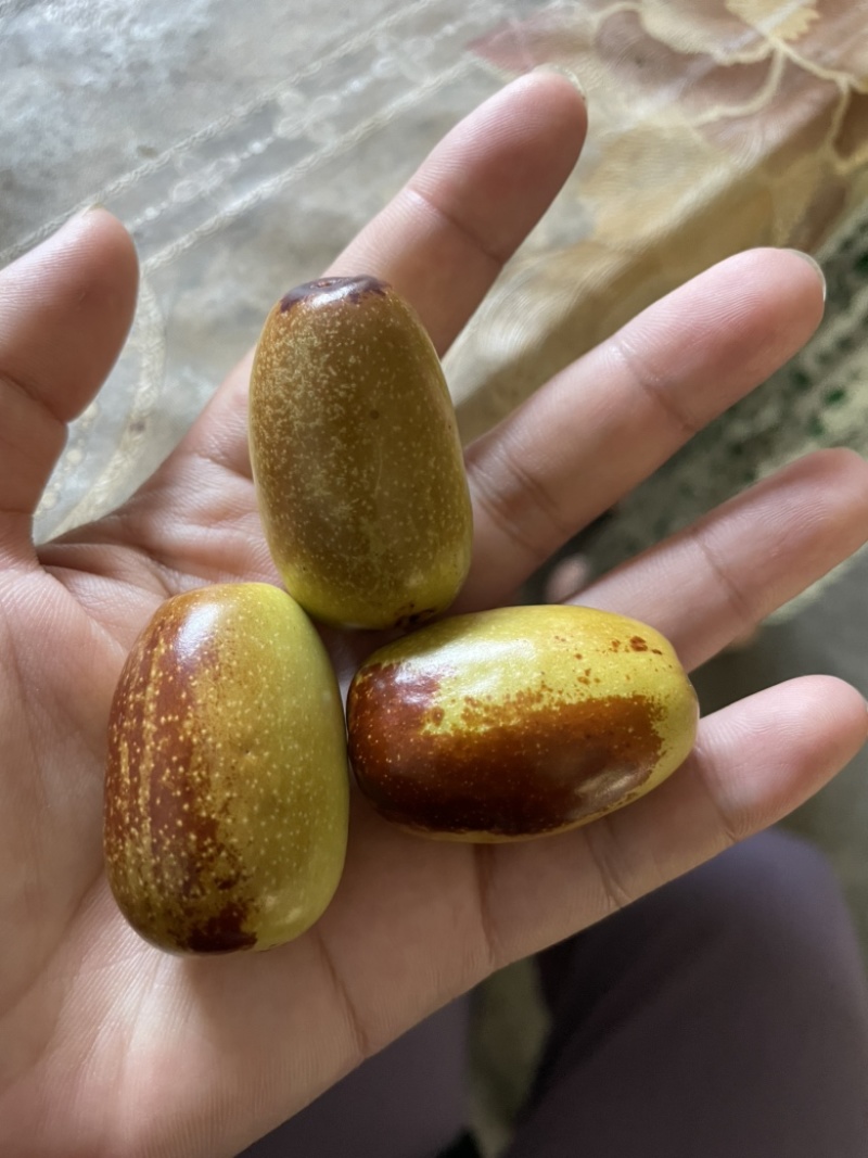 贵妃枣成熟了，口感脆甜多汁，品质保证，诚信合作。