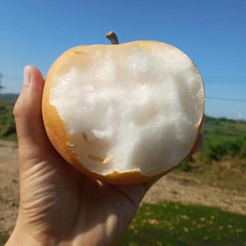 秋月梨莱西市大量秋月梨产区诚信对接全国客商
