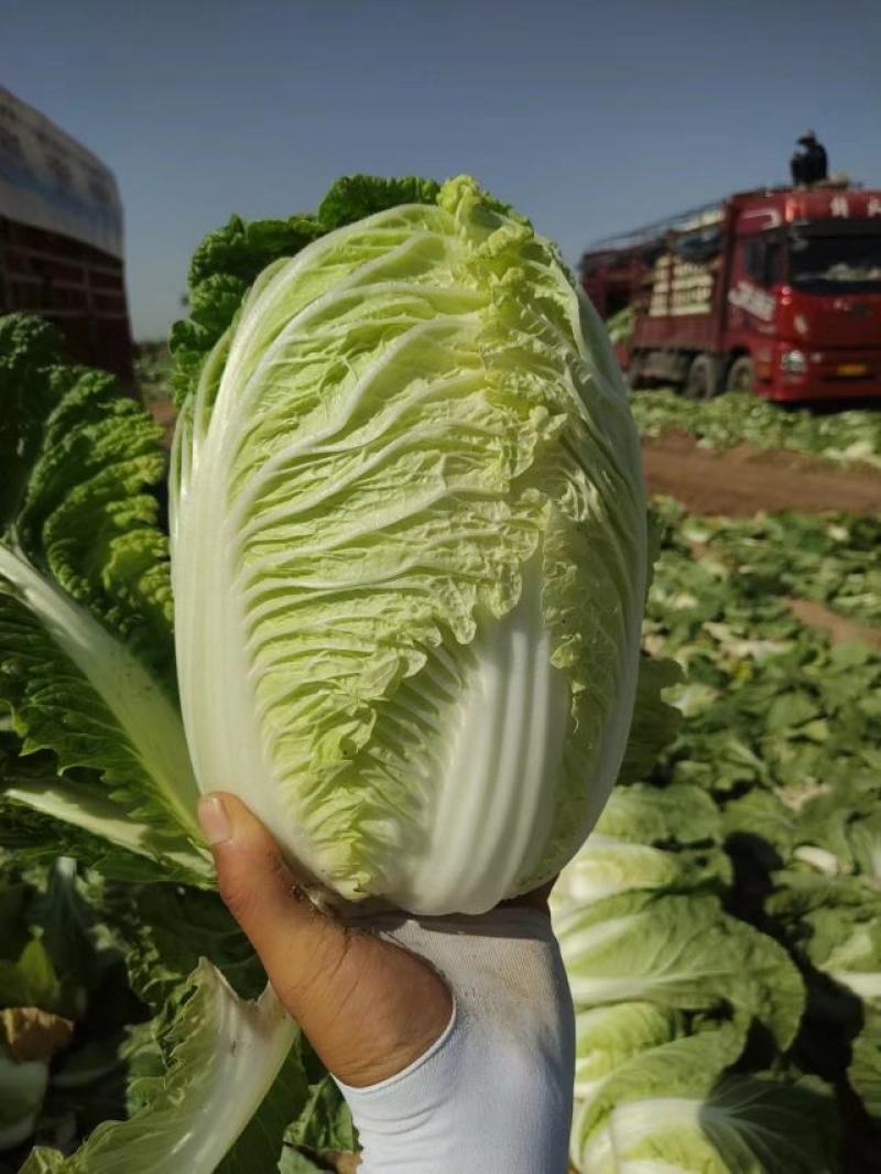 靖远精品大白菜，黄心白菜价格下滑，需要的老板提前预约