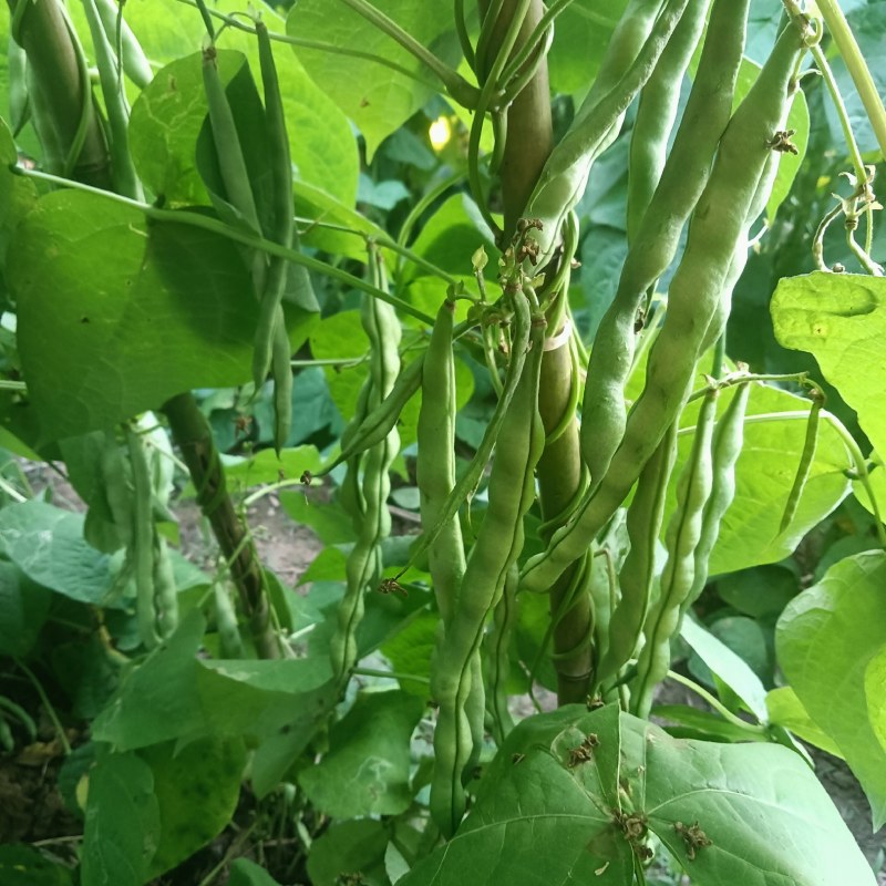 云南省弥勒市大青豆大量上市