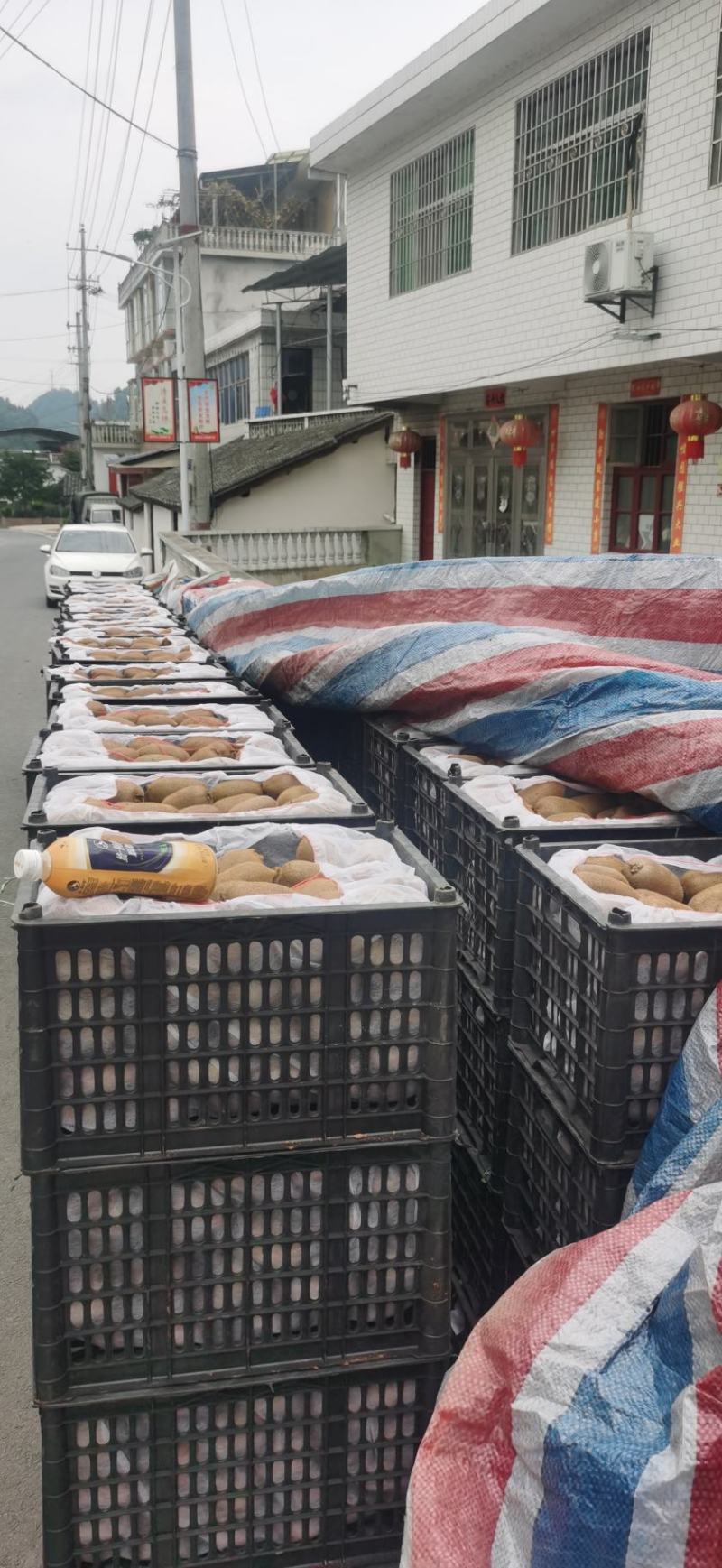 湖南省湘西永顺县绿心米良猕猴桃大量上市了。