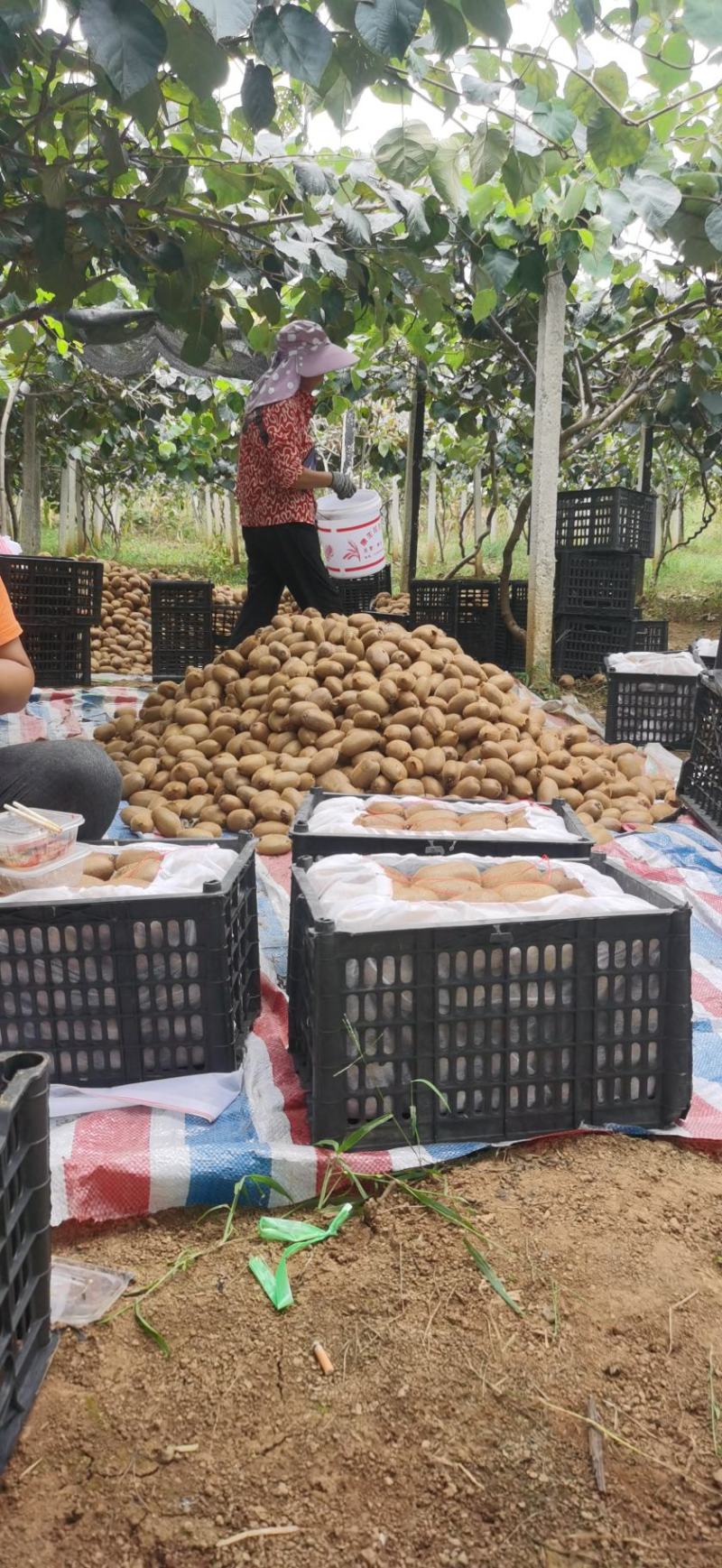 湖南省湘西永顺县绿心米良猕猴桃大量上市了。