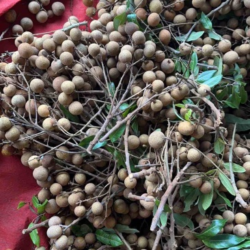 龙眼油甘