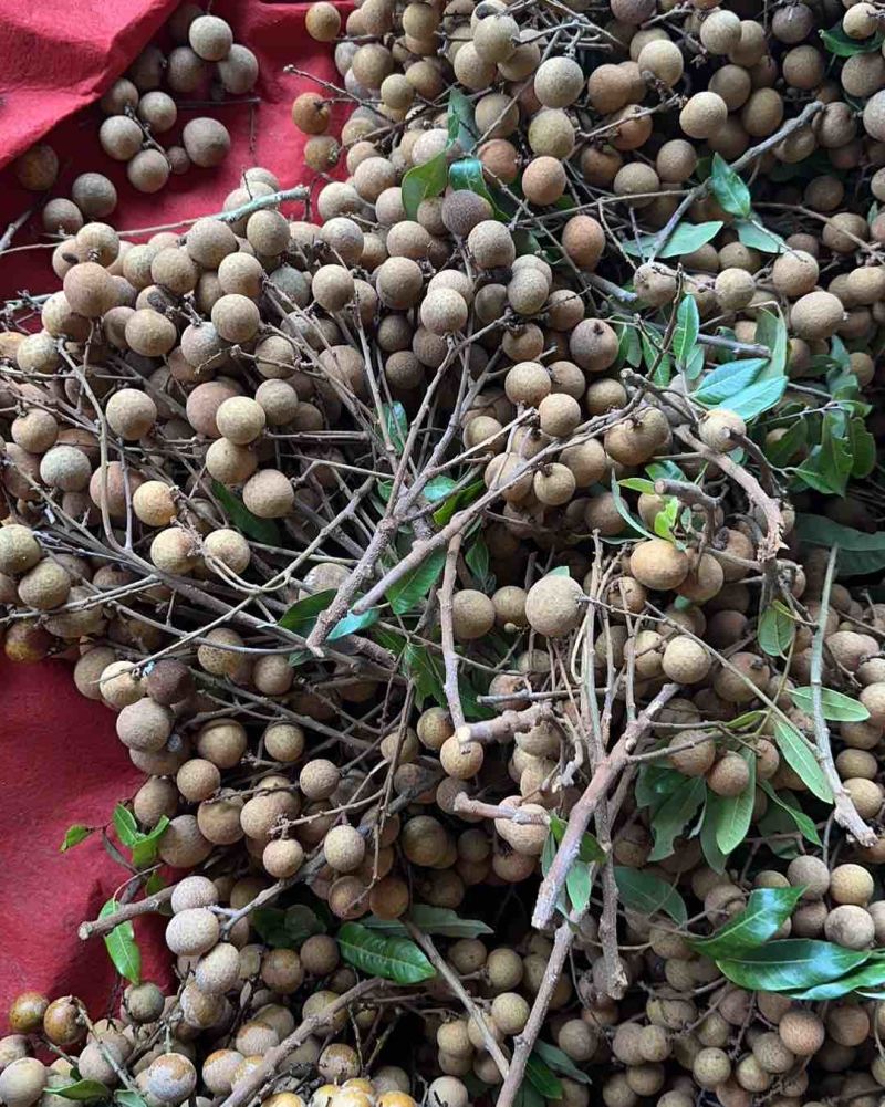 龙眼油甘