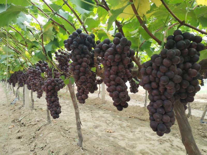 三门峡灵宝市沪太，大量上市串串次实，粒粒香甜含糖量18%