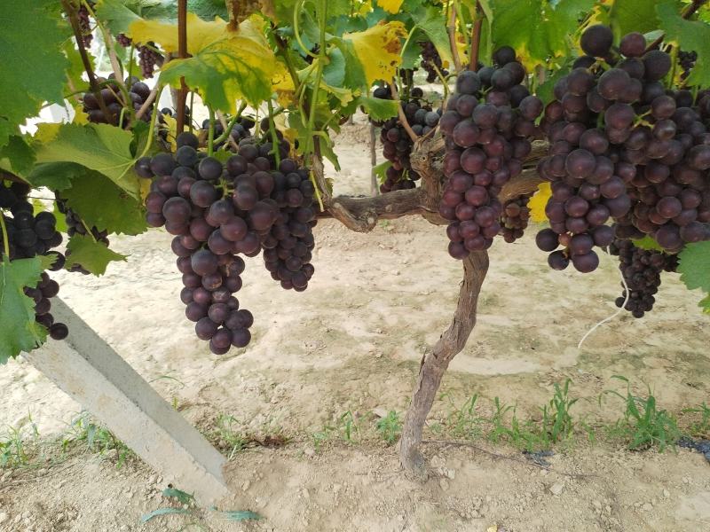 三门峡灵宝市沪太，大量上市串串次实，粒粒香甜含糖量18%