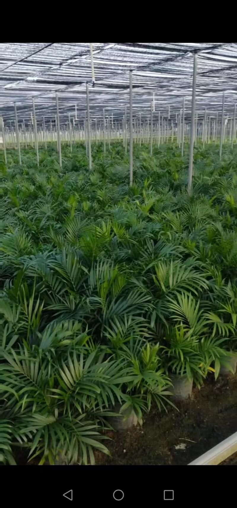 富贵椰子湛江基地清厂甩卖一米-1米五左右高净化新鲜空气