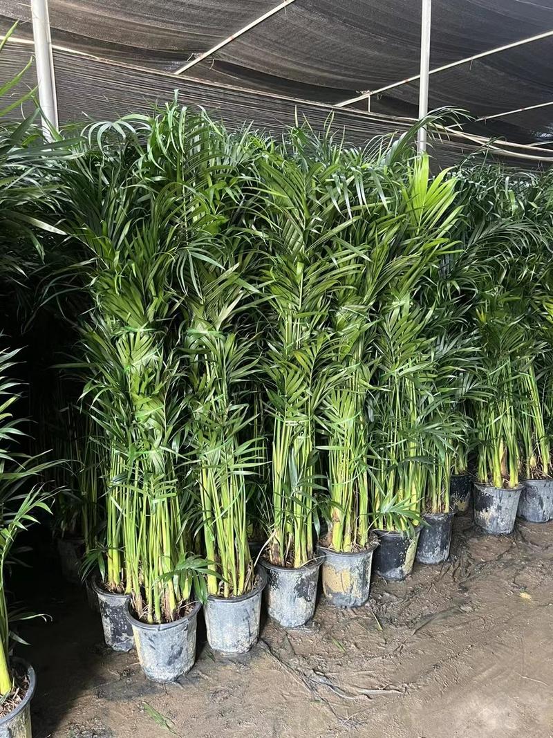 富贵椰子湛江基地清厂甩卖一米-1米五左右高净化新鲜空气