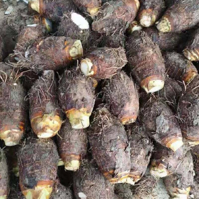 广西精品芋头槟榔芋荔浦芋头大量上市粉糯量大从