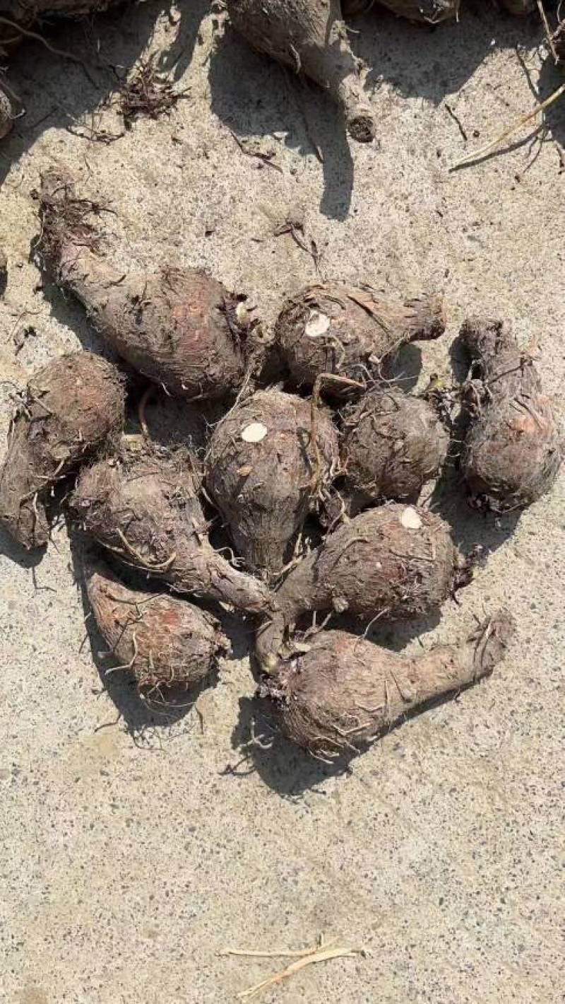 广西精品芋头槟榔芋荔浦芋头大量上市粉糯量大从