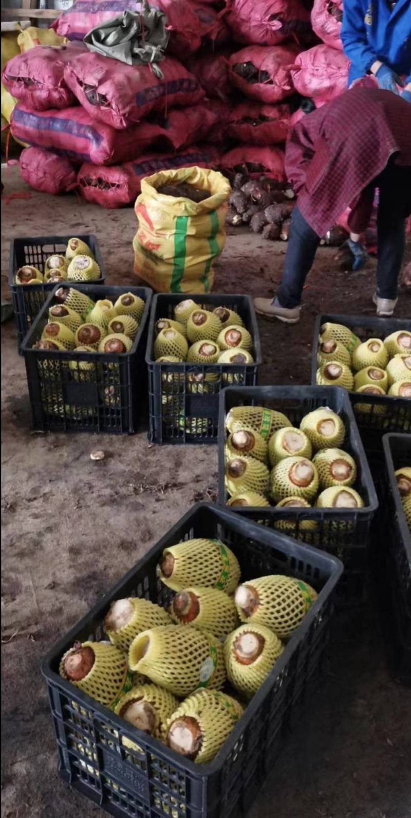 广西精品芋头槟榔芋荔浦芋头大量上市粉糯量大从