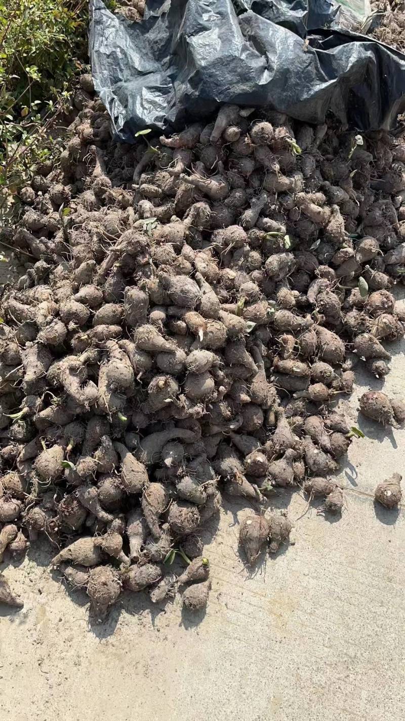 广西精品芋头槟榔芋荔浦芋头大量上市粉糯量大从