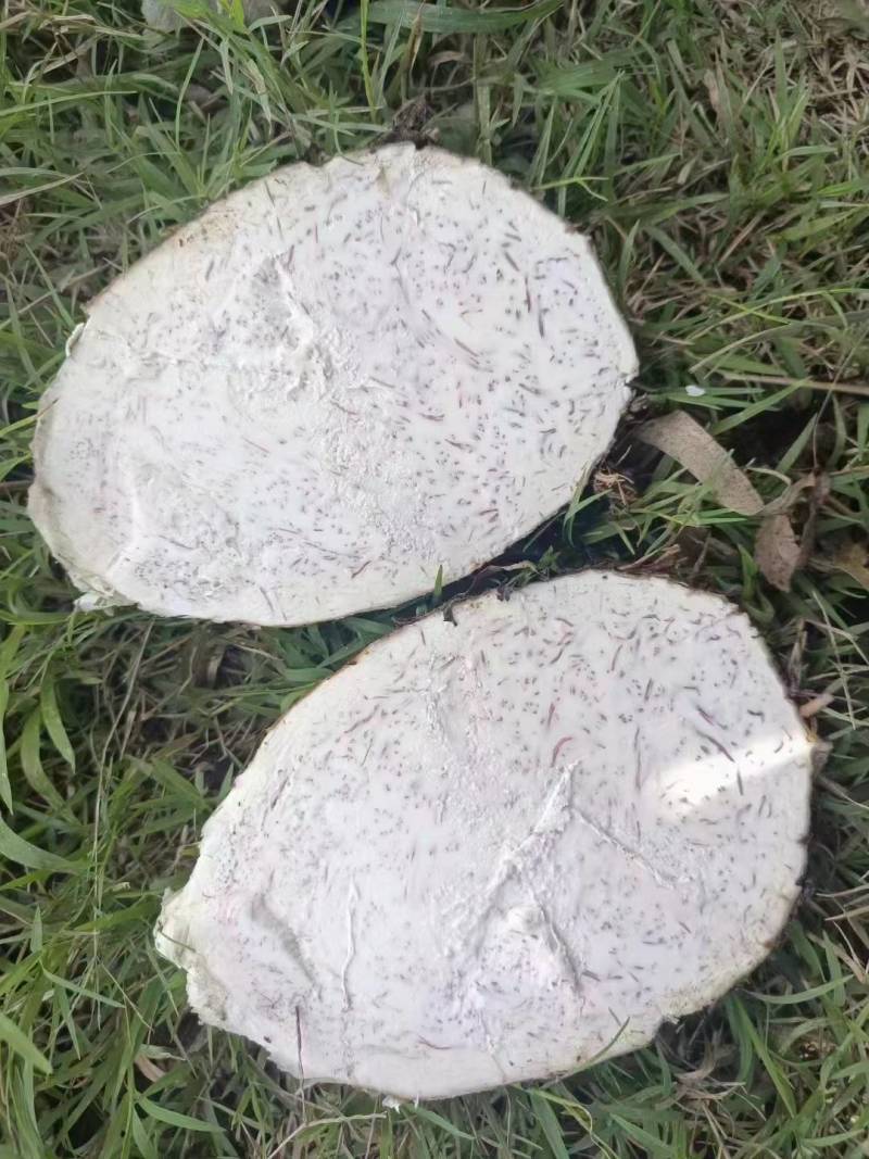 广西精品芋头槟榔芋荔浦芋头大量上市粉糯量大从