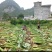 广西精品芋头槟榔芋荔浦芋头大量上市粉糯量大从